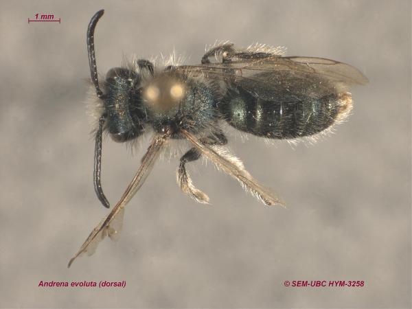 Photo of Andrena evoluta by Spencer Entomological Museum